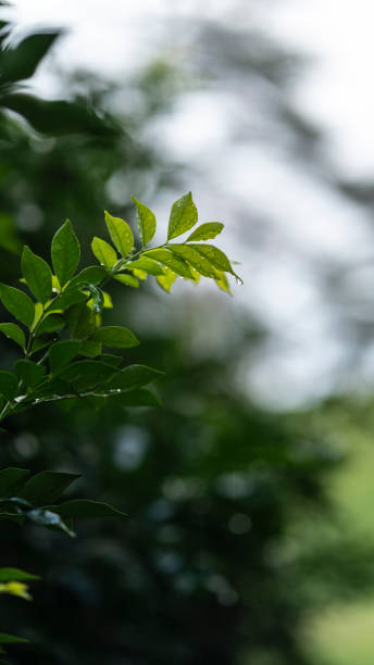 istock Wet and vibrant young leaves. 1407958286