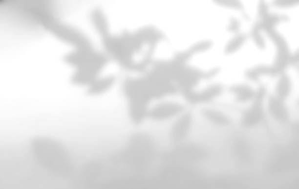 istock Leaves natural shadow on white background 1407958439