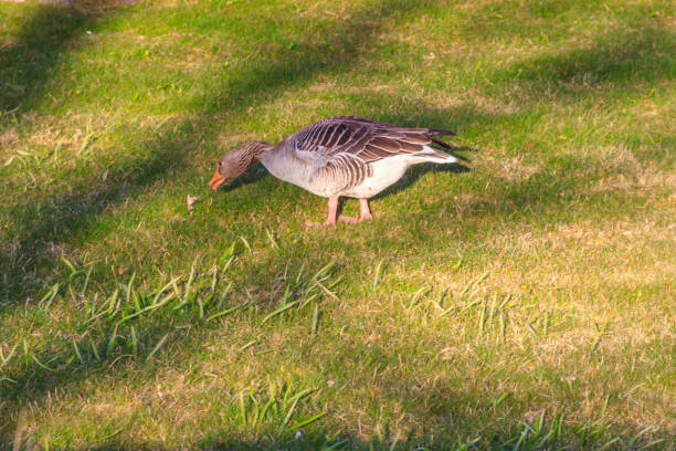 istock Greylag goose (Anser anser) on the green grass 1407959482
