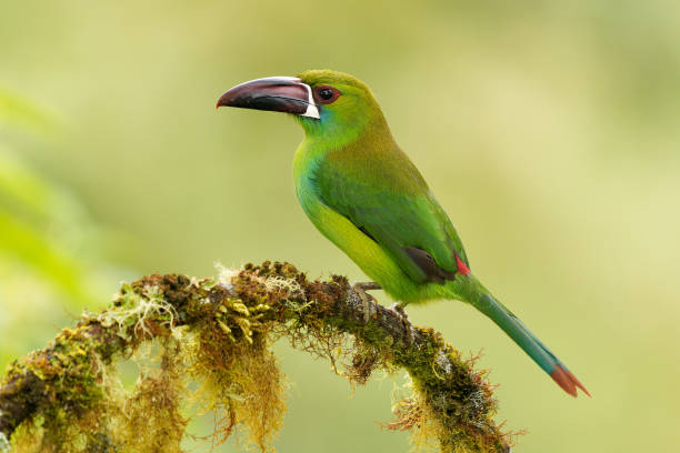 Crimson-rumped Toucanet - Aulacorhynchus haematopygus  bird in Ramphastidae found in humid Andean forests in Ecuador, Colombia and Venezuela, green plumage, maroon-red rump stock photo