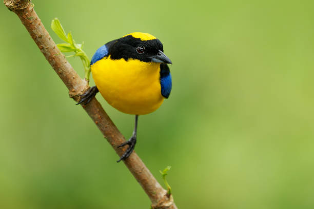 istock Blue-shouldered or Blue-winged Mountain-tanager - Anisognathus somptuosus yellow bird in Thraupidae, highland forest and woodland in the Andes of Bolivia, Colombia, Ecuador, Peru and Venezuela 1407959605