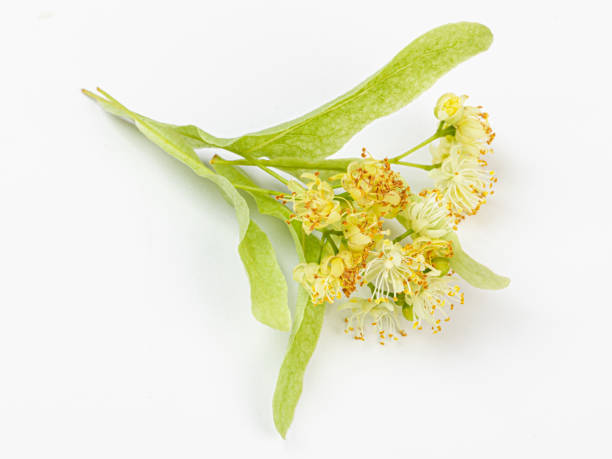 istock isolated beautiful fresh linden flower on white background 1407960584