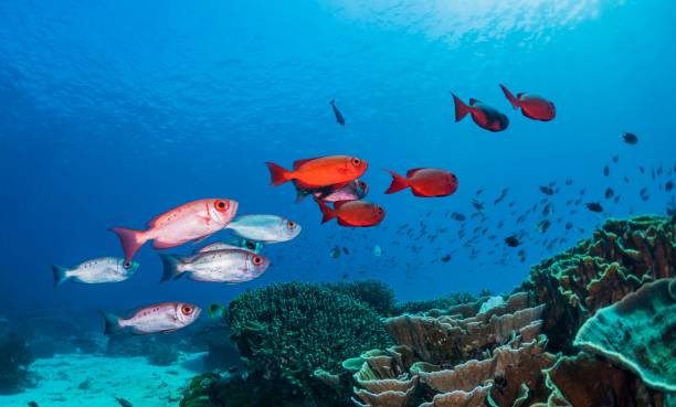 istock Beautiful Indonesia underwater pictures 1407961379