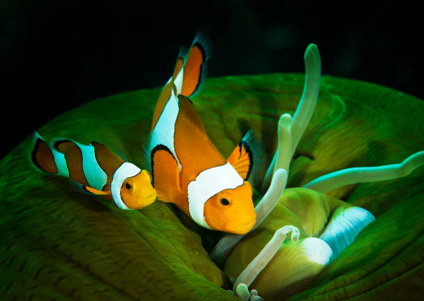 istock Beautiful Indonesia underwater pictures 1407961996