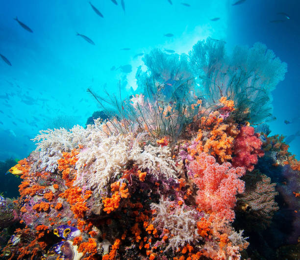 istock Beautiful Indonesia underwater pictures 1407961997