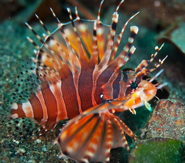 istock Beautiful Indonesia underwater pictures 1407962060