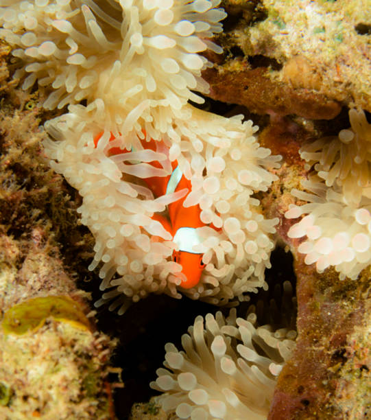 istock Beautiful Indonesia underwater pictures 1407962125