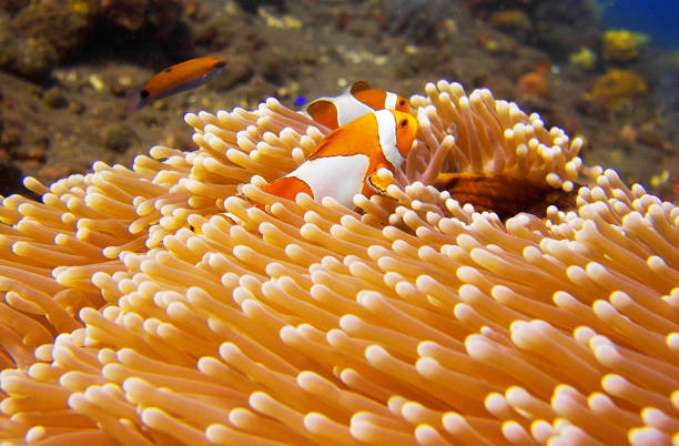 istock Beautiful Indonesia underwater pictures 1407962129