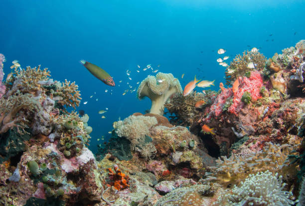 istock Beautiful Indonesia underwater pictures 1407962162