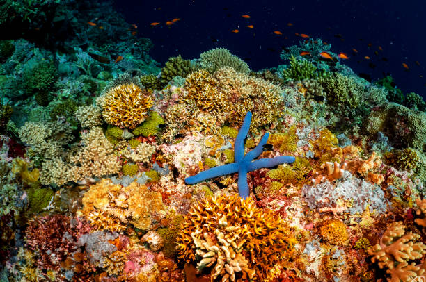 istock Beautiful Indonesia underwater pictures 1407962209