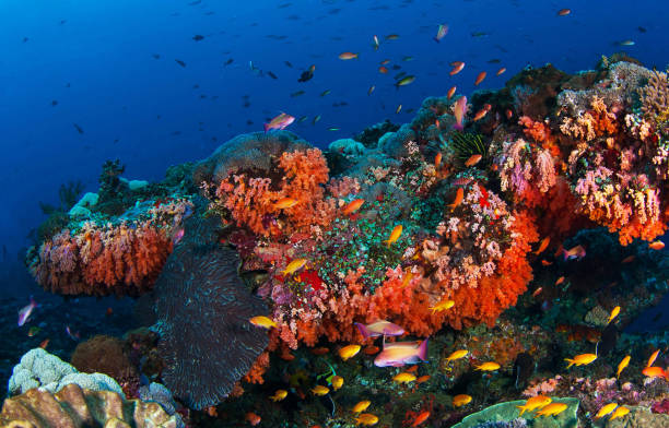 istock Beautiful Indonesia underwater pictures 1407962333