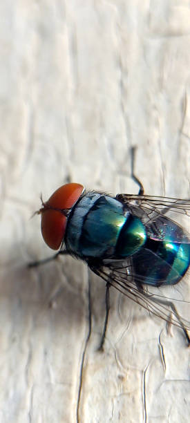 istock Common green bottle fly,macro photoshoot 1407962337