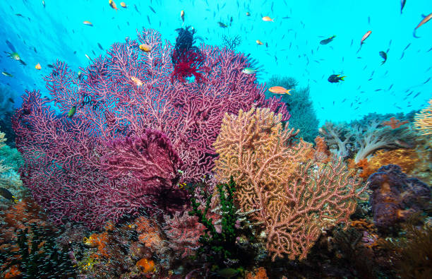 istock Beautiful Indonesia underwater pictures 1407962346