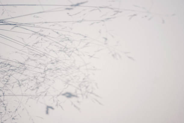istock Shadow of foliage on white background. Overlay. 1407962410
