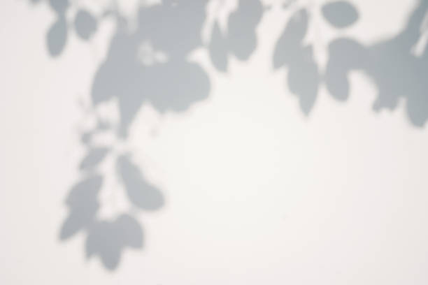 istock Shadow of foliage on white background. Overlay. 1407962411