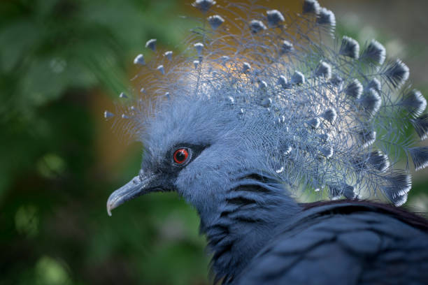 Closeup of the head of a Goura victoria bird Closeup of the head of a Goura victoria bird pigeon meat photos stock pictures, royalty-free photos & images