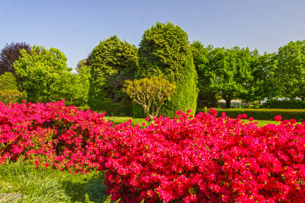 istock Spring park, Lombardy, Italy,  Pallavicino, Stresa 1407964303