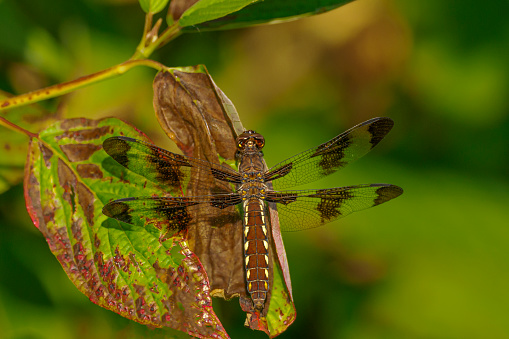 A Common Whitetail Dragonfly on a leaf the in Willamette Valley of Oregon. The dragonfly landed on the leaf, is not captive. Not moved or touched for the photo.