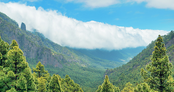Wide shot of a green valley with pine trees and clouds  in La Palma, Canary Islands