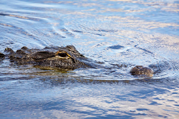 istock American Alligator Lurking on the River Close-up 2 1407965543