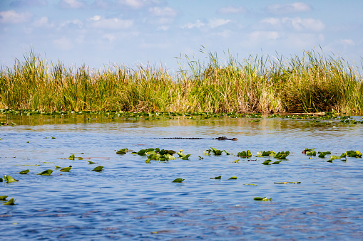 American Alligator Barely Above the Water in Everglades National Park during Summer.