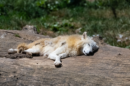 A white wolf, adult male, sleeping on a tree trunk