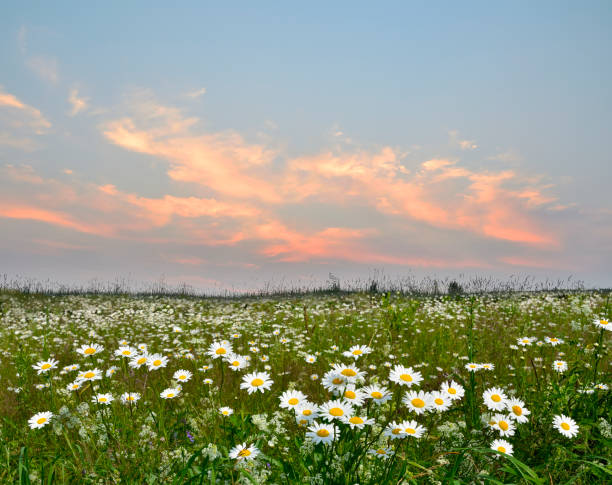 istock Pink sunset clouds over a summer flowering meadow with chamomile flowers 1407967725