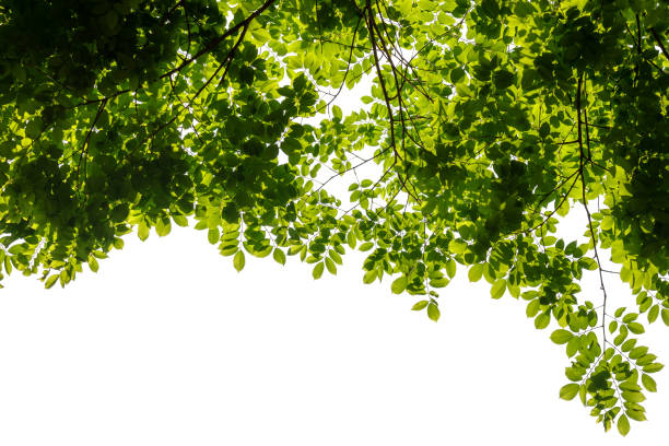 istock Fresh nature green leaves on white background space 1407968299