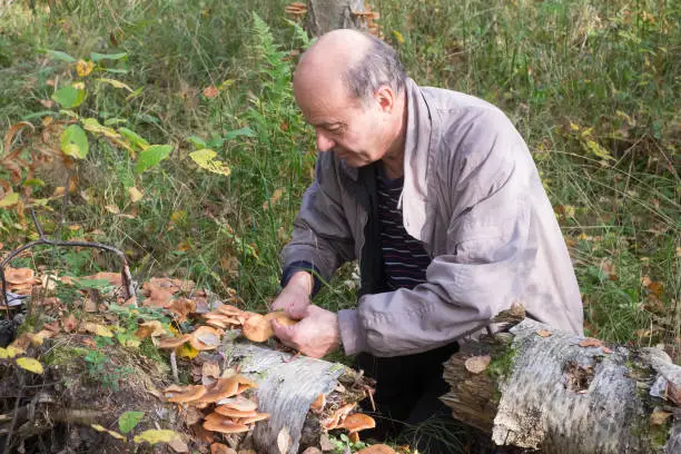 Photo of Mushrooms honey agarics grow on the ground, in the grass in the forest, Russia.