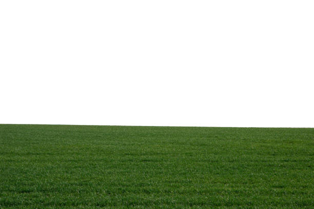 istock Green field as a background.  Green grass in spring isolated on white background. 1407970512