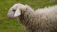 istock Sheeps 1407970789