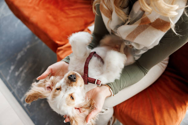 istock Woman playing with fluffy puppy 1407971836