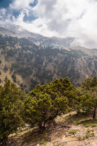 istock Trees in foggy mountains in Crete 1407971858