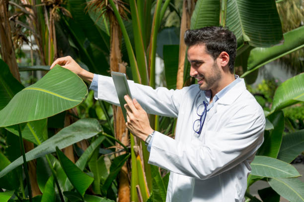 istock Biologist taking pictures of a giant leaf 1407971913