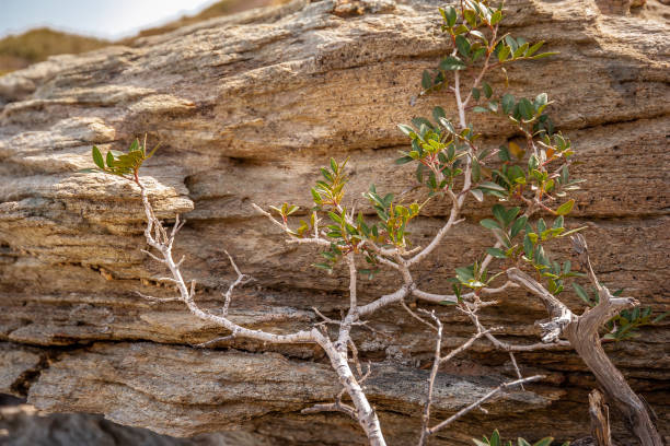 istock Dry branches against the background of rocks 1407972527