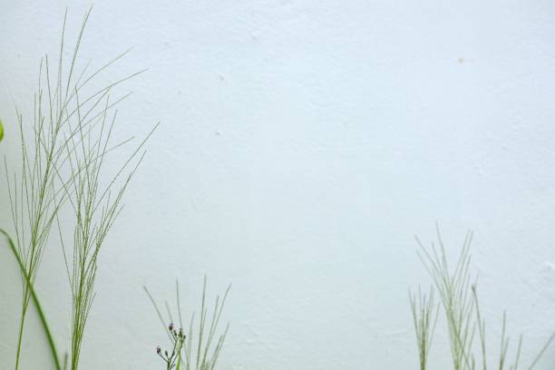 istock Wild grass bush with flower blossom on  white wall 1407973035