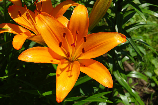 Beautiful flowering orange lilies under the bright summer sun.