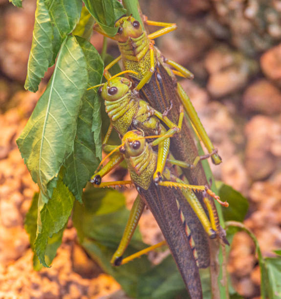 grasshoppers - locust two animals insect pest zdjęcia i obrazy z banku zdjęć