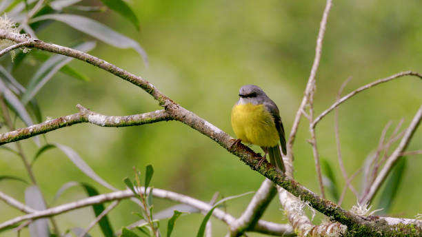 istock front view of an eastern yellow robin perched on a tree branch 1407975638