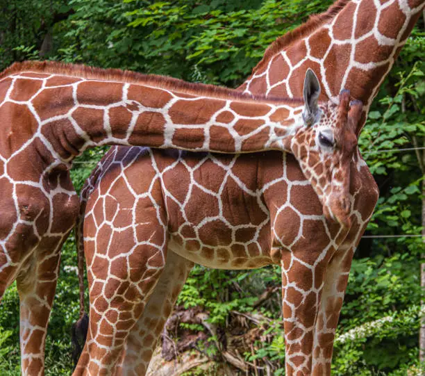 Giraffes eating.