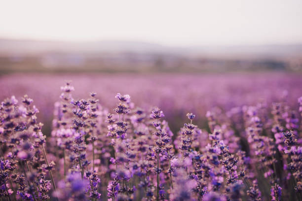 istock Close up violet lavender flowers in a field at sunset. 1407976056