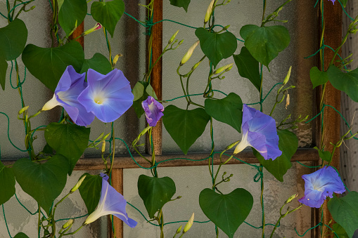 Morning glory flowers blooming on the eaves