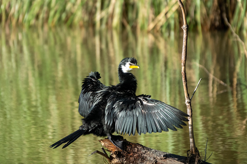 The little pied cormorant, little shag or kawaupaka is a common Australasian waterbird, found around the coasts, islands, estuaries, and inland waters of Australia, New Guinea, New Zealand, Thailand.