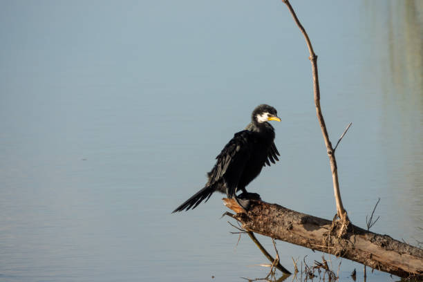 istock Little pied cormorant bird in pond 1407977004