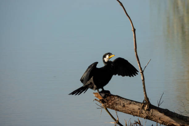 The little pied cormorant, little shag or kawaupaka is a common Australasian waterbird, found around the coasts, islands, estuaries, and inland waters of Australia, New Guinea, New Zealand, Thailand.