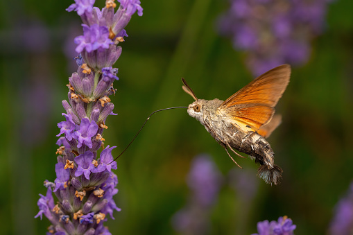 One flying flapping hummingbird hawk moth with long proboscis drinking at lavender flower outdoors in garden, side view, macro