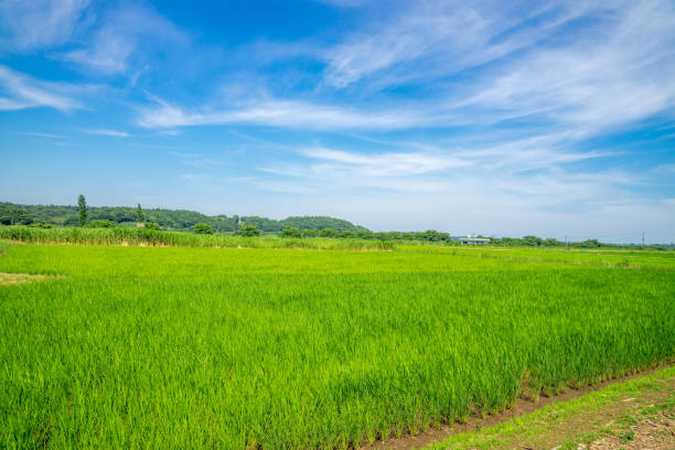 istock Lush green rice field and blue sky 1407978641