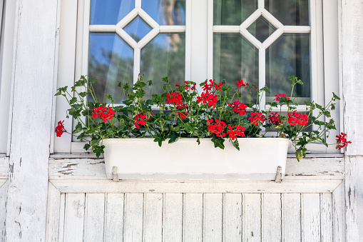 Photo showing a beautiful window box packed with flowering plants, on the windowsill of a grand Georgian-style house with large Bath stone bricks.