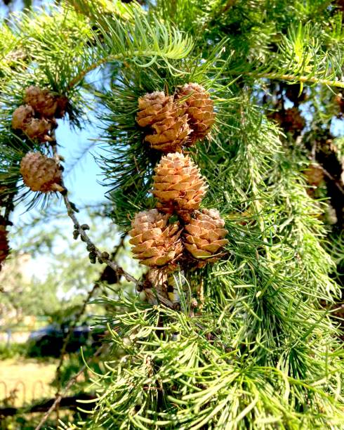 лиственничная ветвь с шишками. - pine tree nature macro needle стоковые фото и изображения