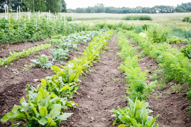 Photo of Cabbage, beets, carrots, peas and other plants in garden furrows. Growing healthy food. Organic homesteading